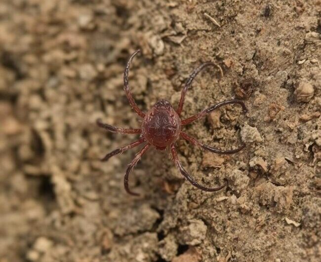 Jak chronić się przed kleszczami