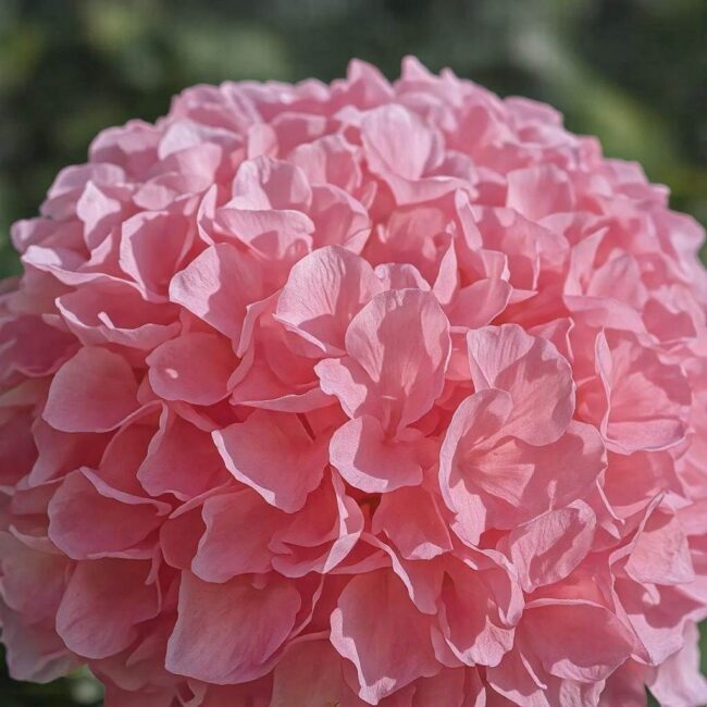 Porady dotyczące uprawy hortensji diamant rouge